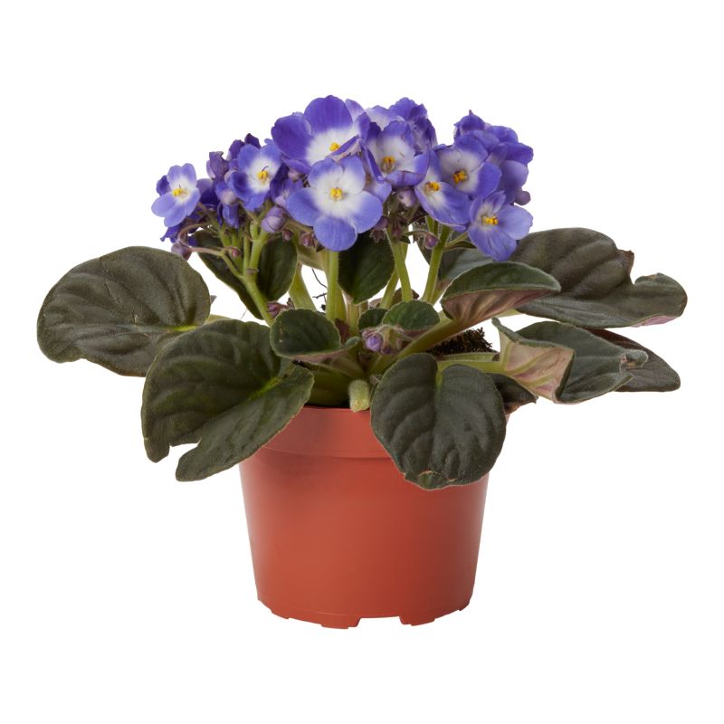 Fiołek afrykański 12 cm wys. 15 cm