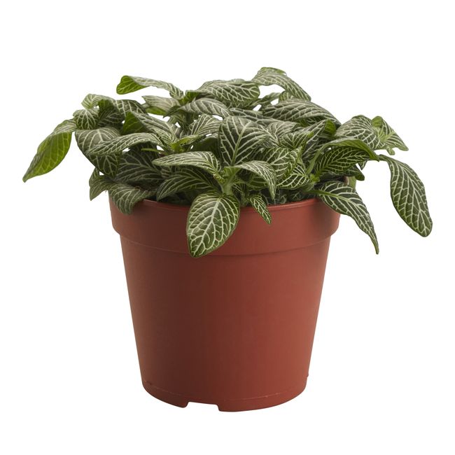 Fitonia GoodHome 12 cm wys. 15 cm