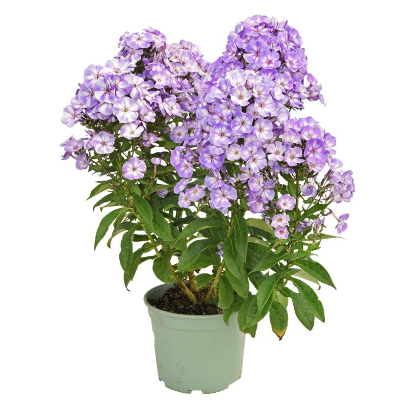 Floks wiechowaty mix 17 cm