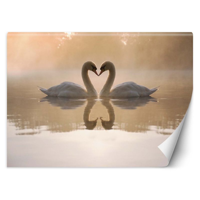 Fototapeta Feeby Łabędzie jezioro  250x175 1 szt
