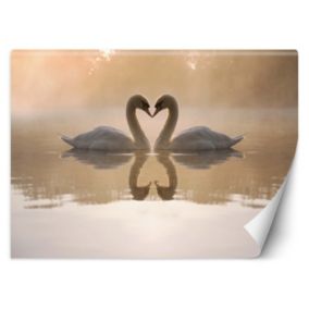 Fototapeta Feeby Łabędzie jezioro  250x175 1 szt