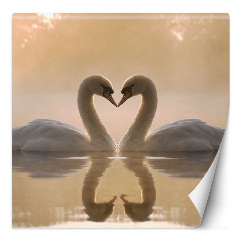 Fototapeta Feeby Łabędzie pływające w jeziorze  100x100 1 szt