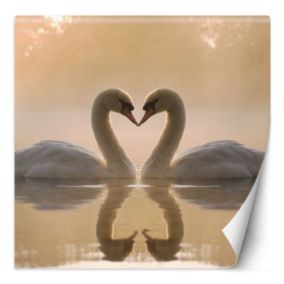 Fototapeta Feeby Łabędzie pływające w jeziorze  100x100 1 szt