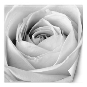 Fototapeta Feeby Biała róża kwiat natura  300x300 1 szt