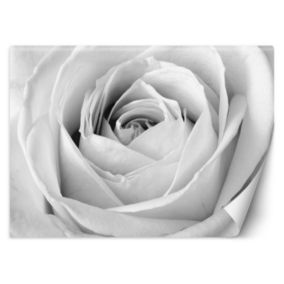 Fototapeta Feeby Biała róża kwiaty natura  250x175 1 szt