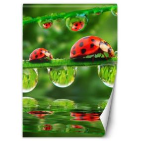 Fototapeta Feeby Biedronki krople wody  150x210 1 szt