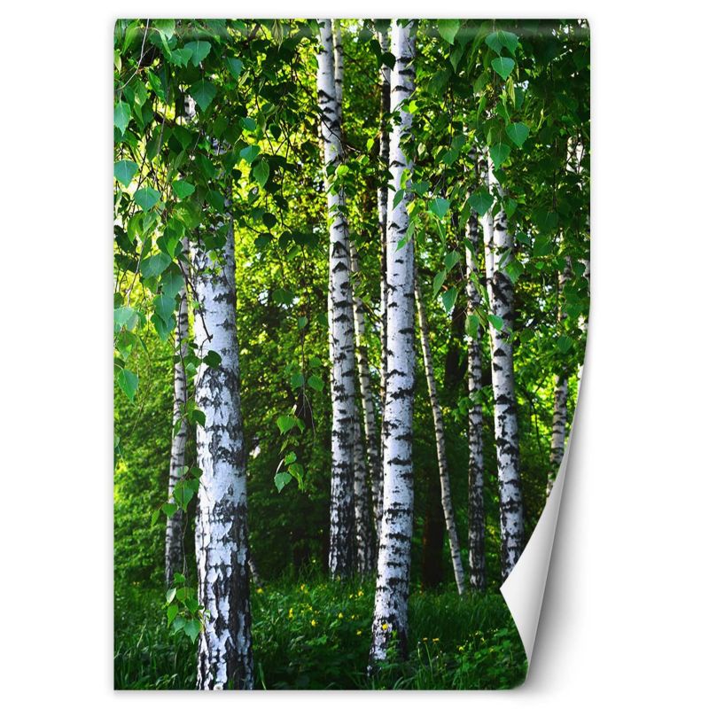 Fototapeta Feeby Brzozowy las  150x210 1 szt