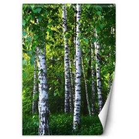 Fototapeta Feeby Brzozowy las  150x210 1 szt