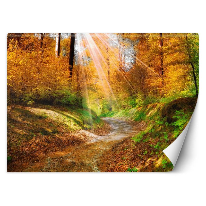 Fototapeta Feeby Ścieżka w lesie  400x280 1 szt