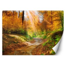 Fototapeta Feeby Ścieżka w lesie  400x280 1 szt