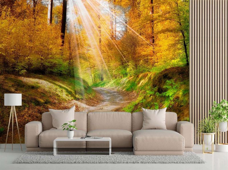 Fototapeta Feeby Ścieżka w lesie  400x280 1 szt