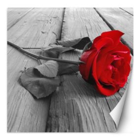 Fototapeta Feeby Czerwona róża na pomoście  250x250 1 szt