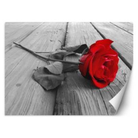 Fototapeta Feeby Czerwona róża na pomoście  450x315 1 szt
