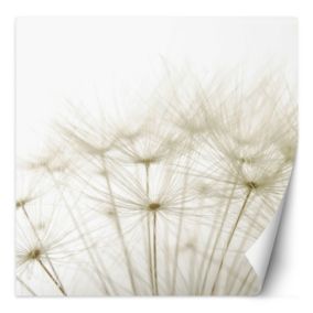 Fototapeta Feeby Dmuchawce w bieli  150x150 1 szt