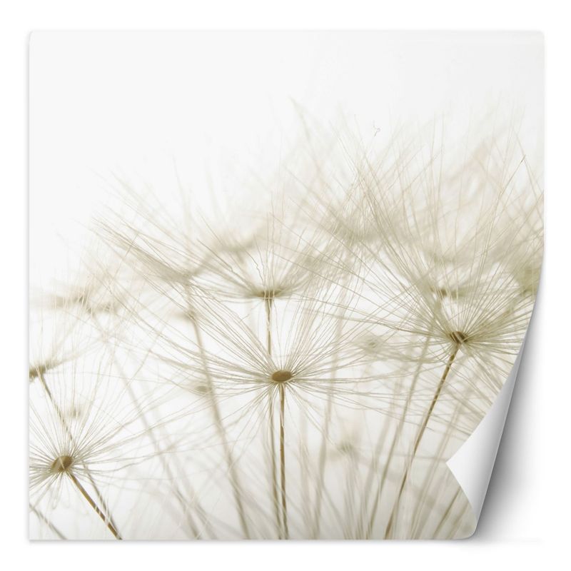 Fototapeta Feeby Dmuchawce w bieli  250x250 1 szt