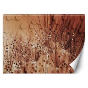 Fototapeta Feeby Dmuchawce w kroplach rosy  250x175 1 szt