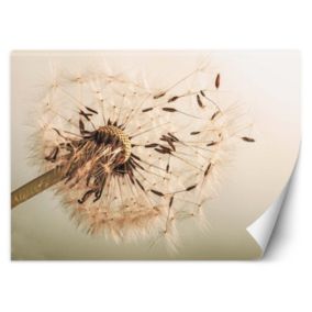 Fototapeta Feeby Dmuchawiec makro  150x105 1 szt