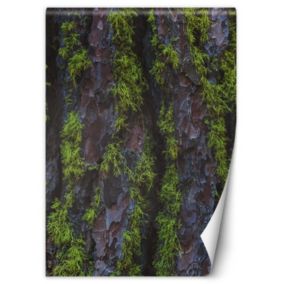 Fototapeta Feeby Drzewo mech  100x140 1 szt