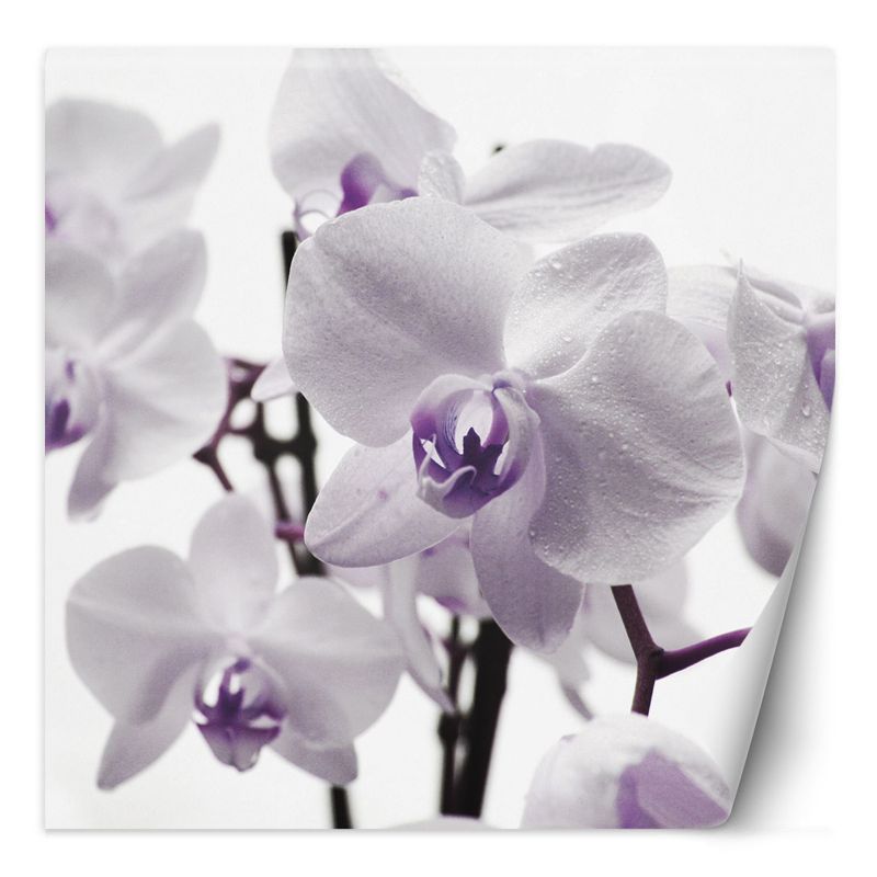 Fototapeta Feeby Fioletowa orchidea z rosą na płatkach  200x200 1 szt