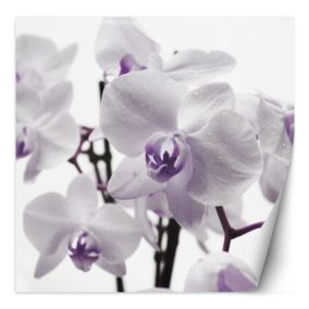 Fototapeta Feeby Fioletowa orchidea z rosą na płatkach  200x200 1 szt