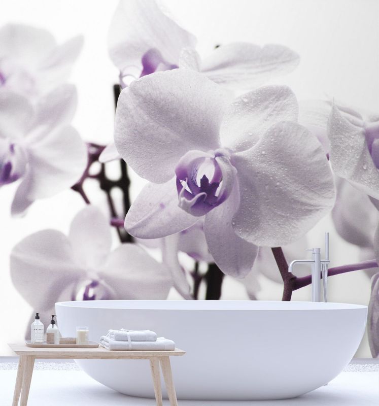 Fototapeta Feeby Fioletowa orchidea z rosą na płatkach  200x200 1 szt