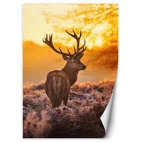 Fototapeta Feeby Jeleń o zachodzie słońca  100x140 1 szt
