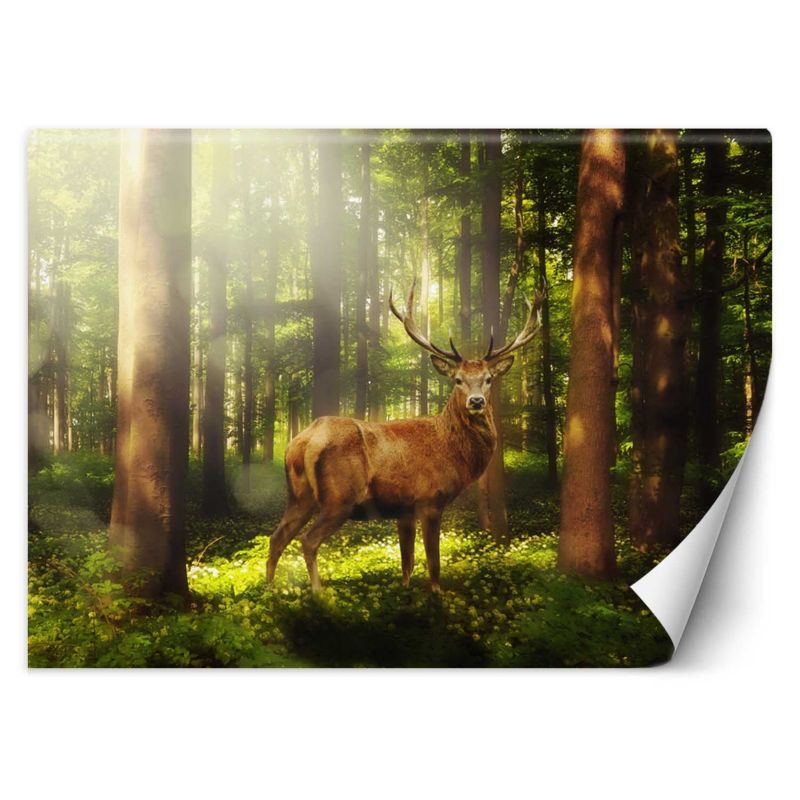 Fototapeta Feeby Jeleń w lesie  400x280 1 szt