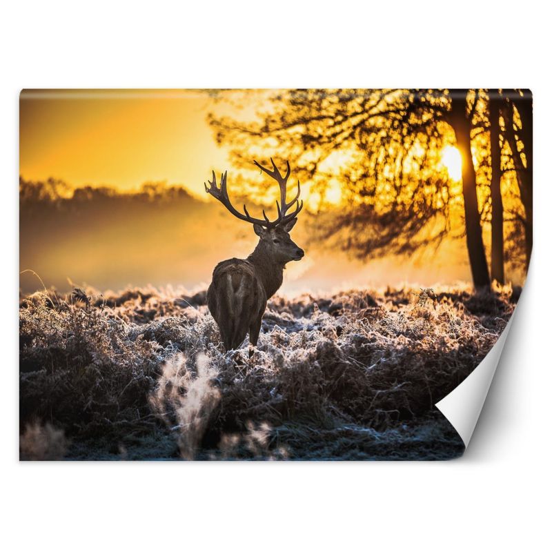 Fototapeta Feeby Jeleń we mgle  350x245 1 szt