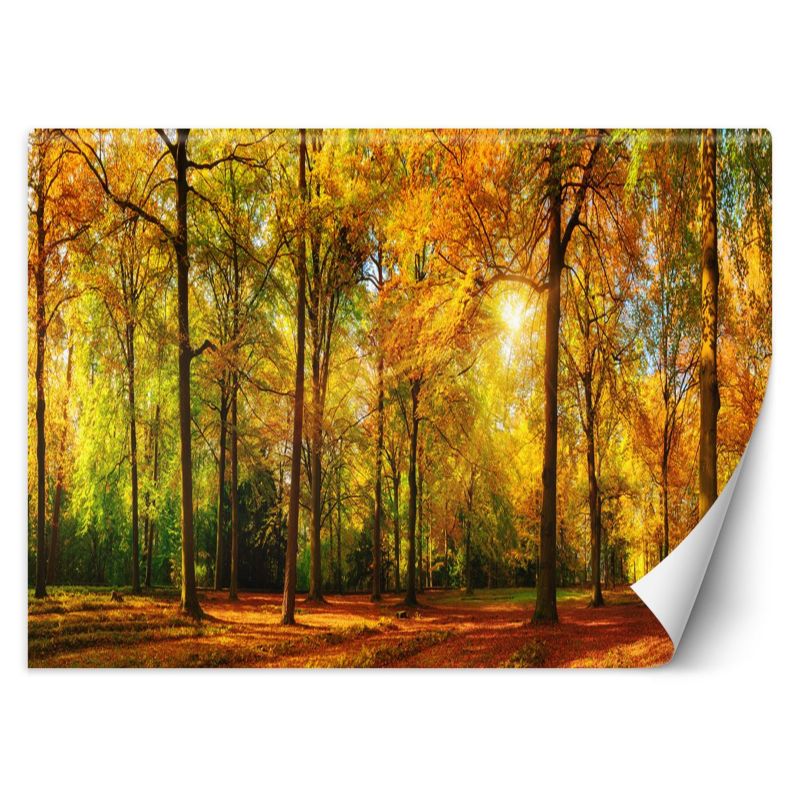 Fototapeta Feeby Jesienny las  350x245 1 szt