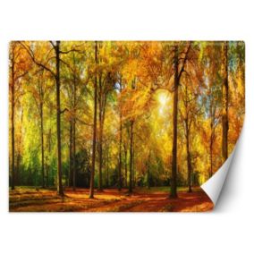 Fototapeta Feeby Jesienny las  350x245 1 szt