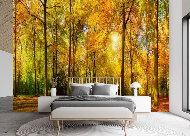 Fototapeta Feeby Jesienny las  350x245 1 szt