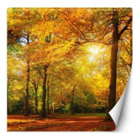 Fototapeta Feeby Jesienny las w promieniach słońca  150x150 1 szt