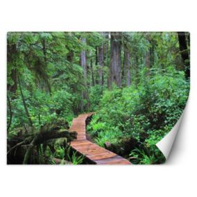 Fototapeta Feeby Kładka w lesie  300x210 1 szt