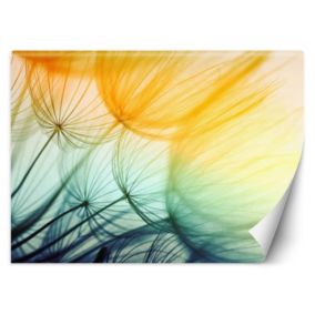 Fototapeta Feeby Kolorowe dmuchawce  100x70 1 szt