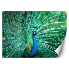 Fototapeta Feeby Kolorowy paw  450x315 1 szt