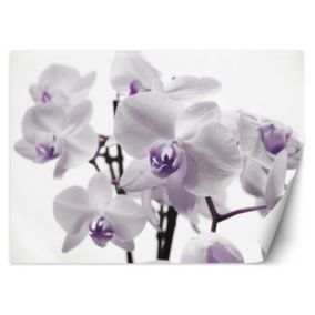 Fototapeta Feeby Kwitnąca orchidea  350x245 1 szt