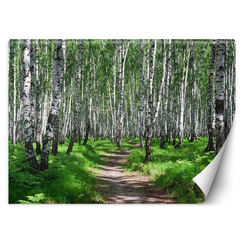 Fototapeta Feeby Las brzozowy  150x105 1 szt