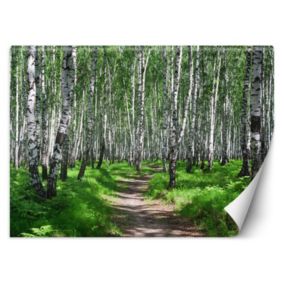 Fototapeta Feeby Las brzozowy  150x105 1 szt