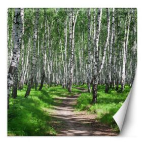 Fototapeta Feeby Las brzozowy i leśna ścieżka  250x250 1 szt