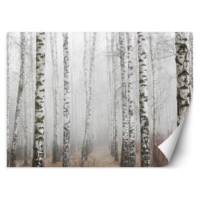 Fototapeta Feeby Las brzozowy we mgle  350x245 1 szt