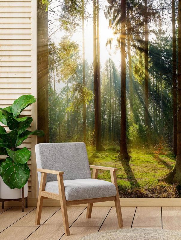 Fototapeta Feeby Las poranne promienie słońca  150x210 1 szt