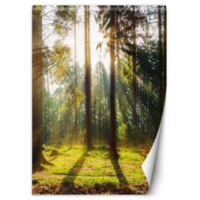 Fototapeta Feeby Las poranne promienie słońca  200x280 1 szt