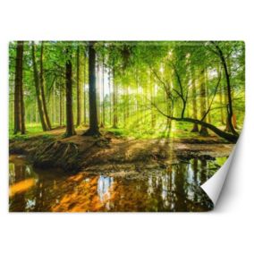 Fototapeta Feeby Las potok strumień promienie słońca natura  100x70 1 szt