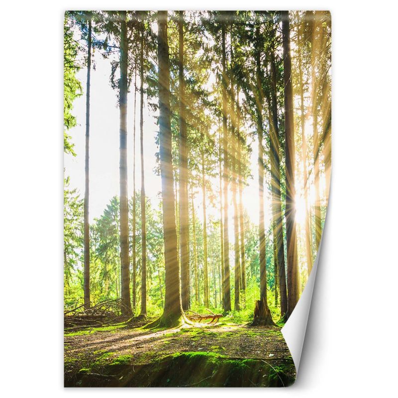 Fototapeta Feeby Las promienie słońca  150x210 1 szt