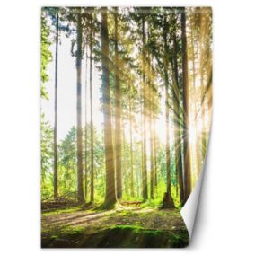 Fototapeta Feeby Las promienie słońca  150x210 1 szt