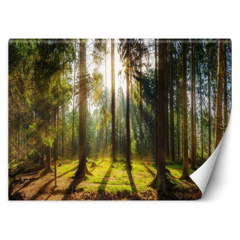 Fototapeta Feeby Las w promieniach słońca natura krajobraz  100x70 1 szt