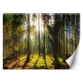 Fototapeta Feeby Las w promieniach słońca natura krajobraz  100x70 1 szt