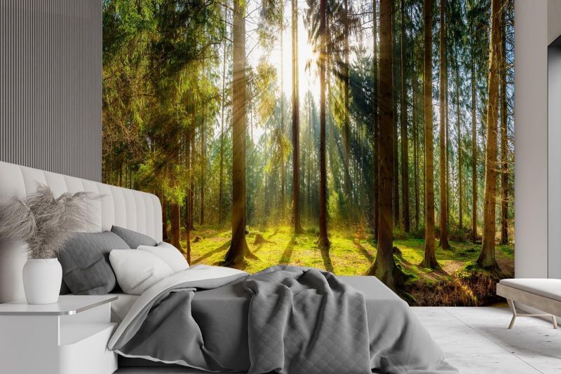 Fototapeta Feeby Las w promieniach słońca natura krajobraz  100x70 1 szt