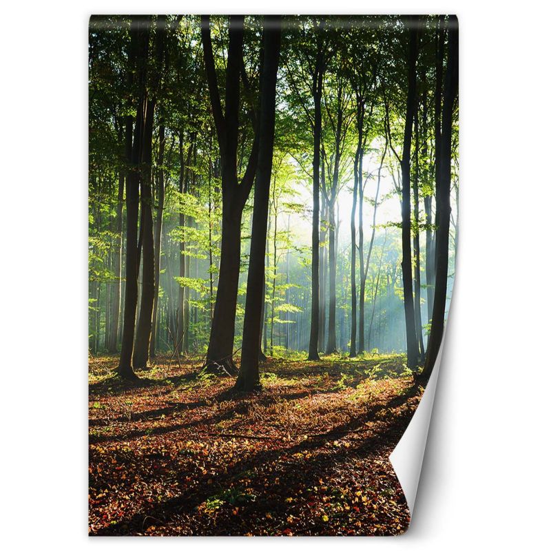 Fototapeta Feeby Las zielony wschód słońca natura  200x280 1 szt