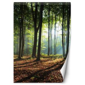 Fototapeta Feeby Las zielony wschód słońca natura  200x280 1 szt